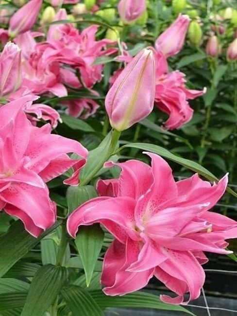 Лилия Лотус Уандер 